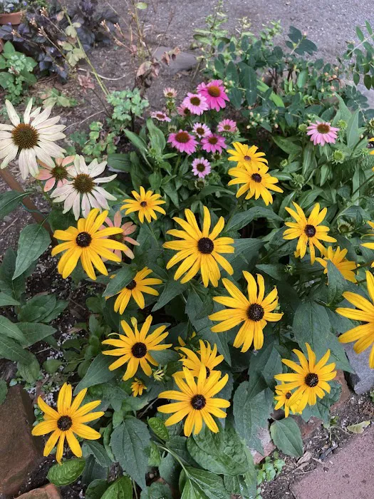 First Street Garden Picture 9