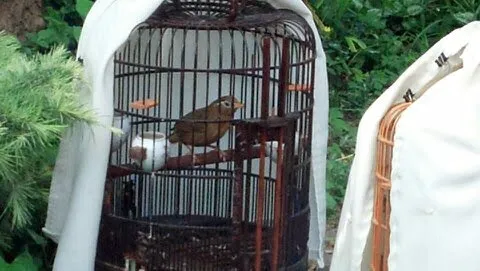 Hua Mei Bird Garden Picture 3