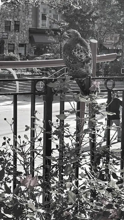 Playground chino Picture 3