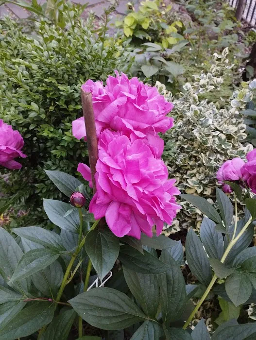 Liz Christy Garden Picture 5