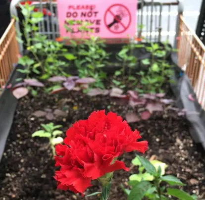 Cart Garden Picture 2