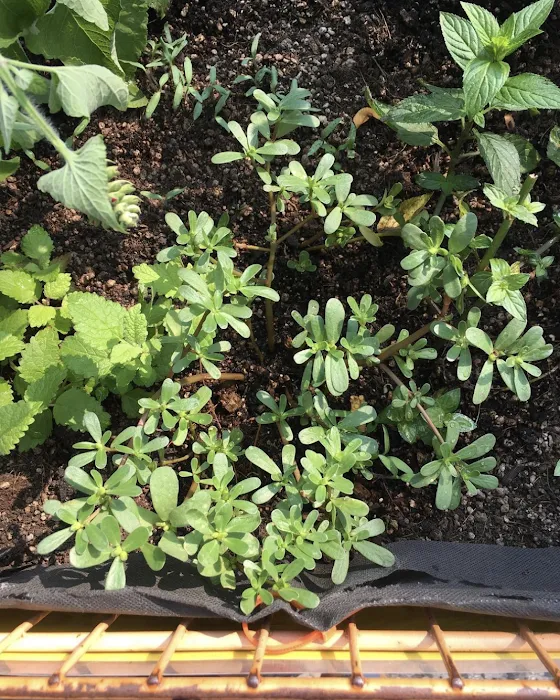 Cart Garden Picture 4