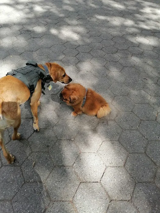 Stuyvesant Park Dog Run Picture 2