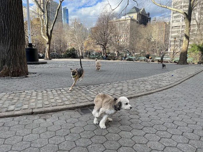 Stuyvesant Park Dog Run Picture 3