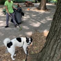 Stuyvesant Park Dog Run ico