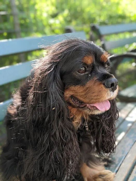 Stuyvesant Park Dog Run Picture 8