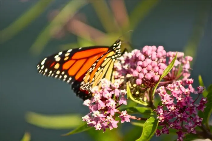 Monarch Butterfly Bush Picture 2