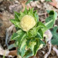 Cooper Union Garden Project ico