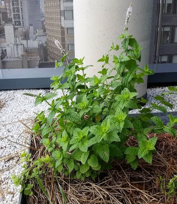 Cooper Union Garden Project Picture 10