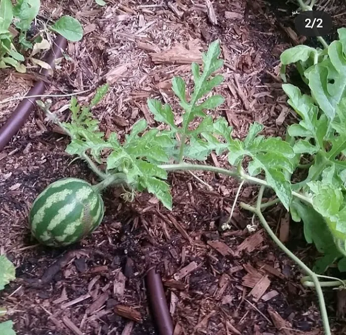Cooper Union Garden Project Picture 2