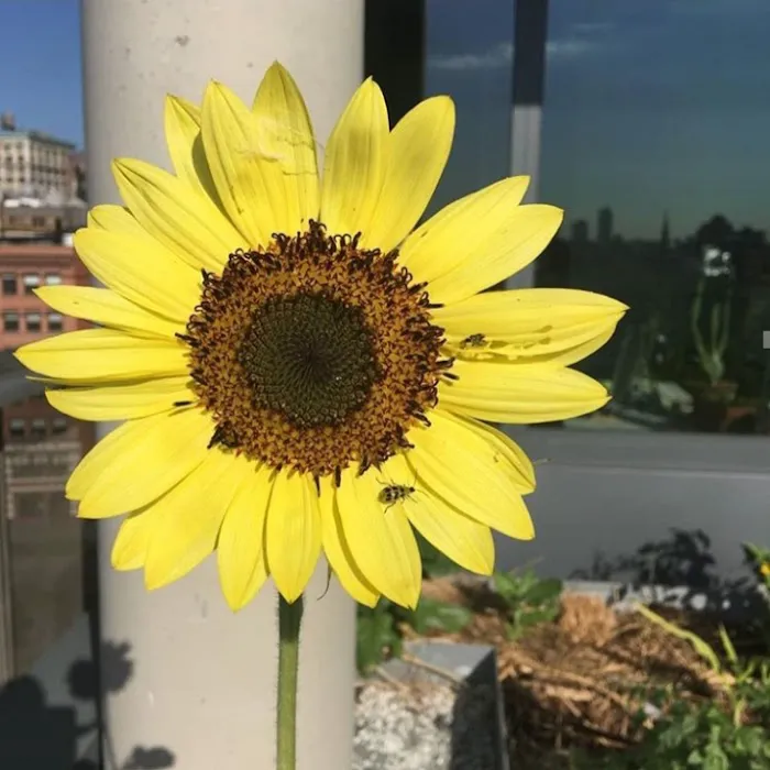 Cooper Union Garden Project Picture 6