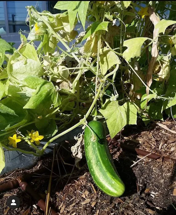 Cooper Union Garden Project Picture 8