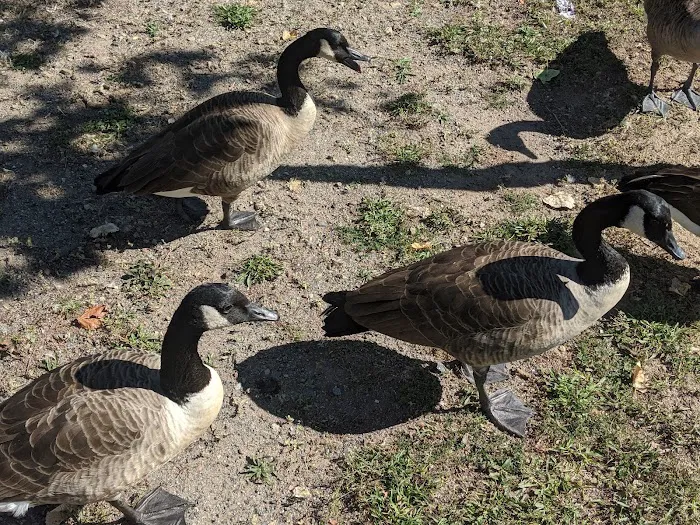 Duck Pond Park - Fishing Place Picture 6