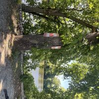 Lyndhurst Greenway 3 ico