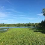 Commerce Road Wetlands