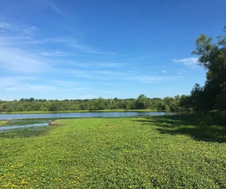 Commerce Road Wetlands