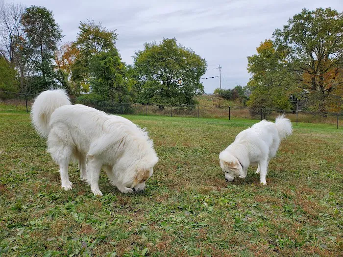 Cameron Dog Park Picture 3