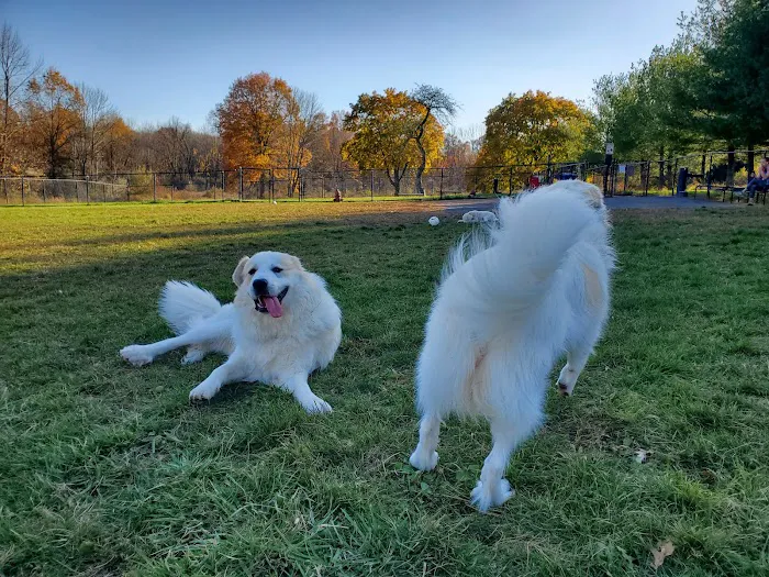 Cameron Dog Park Picture 5
