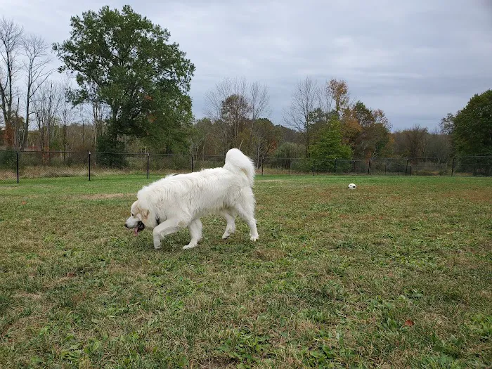 Cameron Dog Park Picture 9