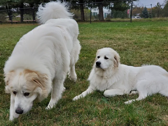 Cameron Dog Park Picture 10