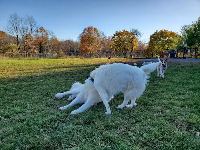 Cameron Dog Park Picture 2