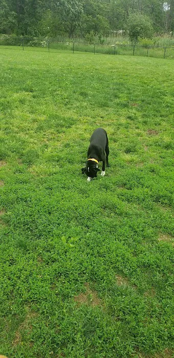 Cameron Dog Park Picture 1