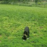 Cameron Dog Park