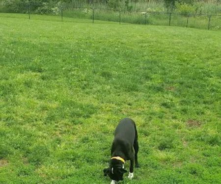 Cameron Dog Park