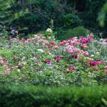 The Gardens of Wyckoff