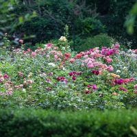 The Gardens of Wyckoff ico