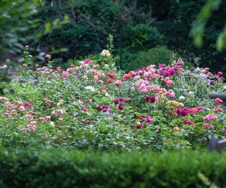 The Gardens of Wyckoff