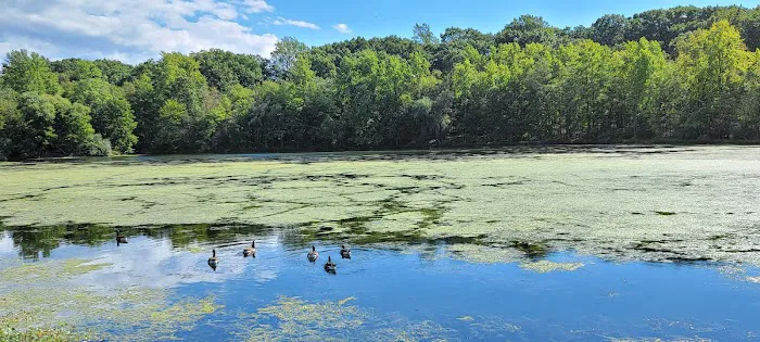 Spring Lake Brook Picture 6