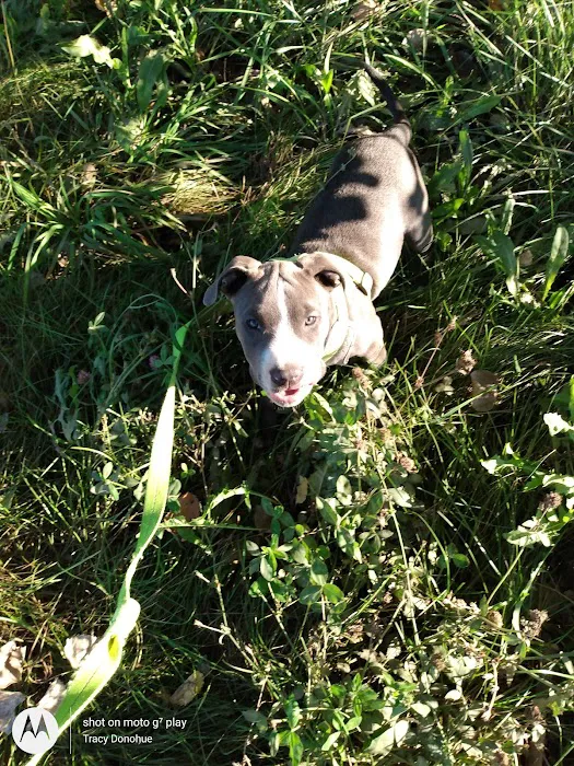 Dog Park Picture 6