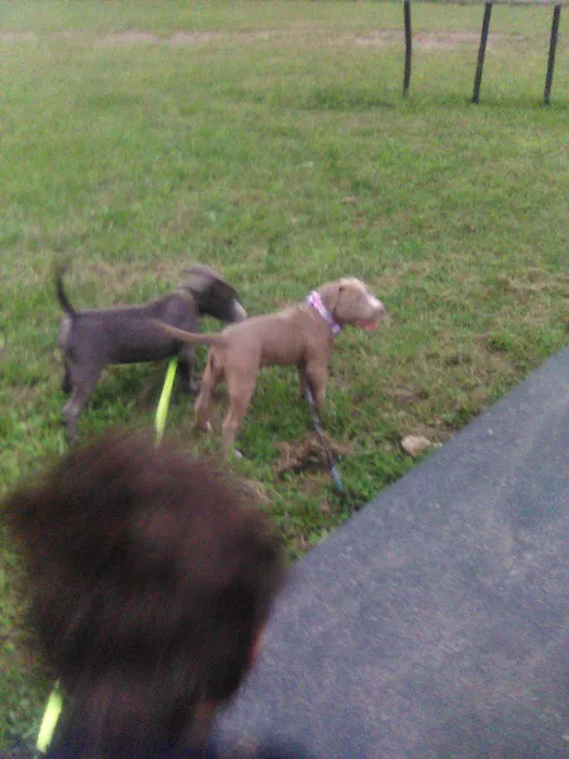 Dog Park Picture 5