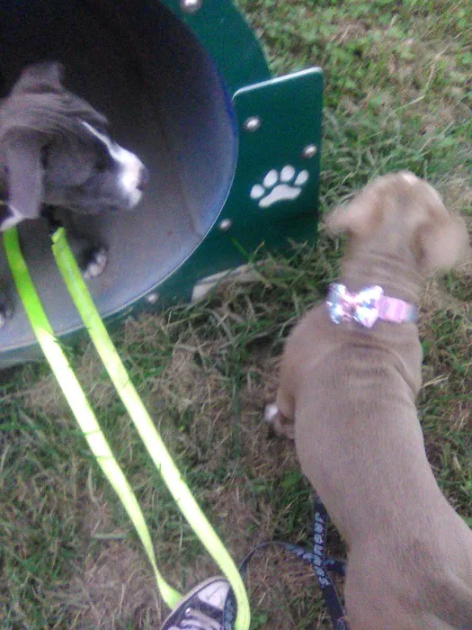 Dog Park Picture 8