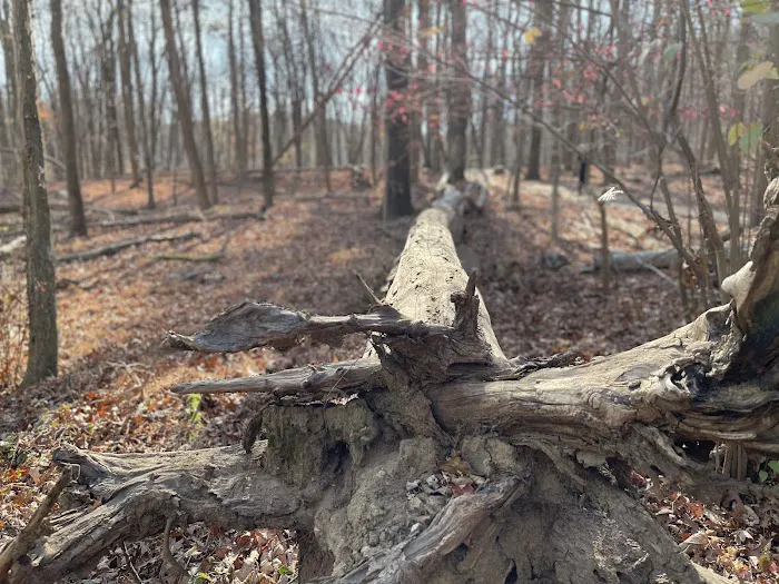 Scarlet Oak Pond Walk Picture 1