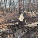 Scarlet Oak Pond Walk