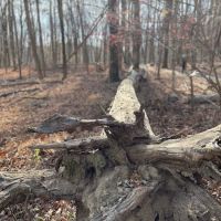 Scarlet Oak Pond Walk ico