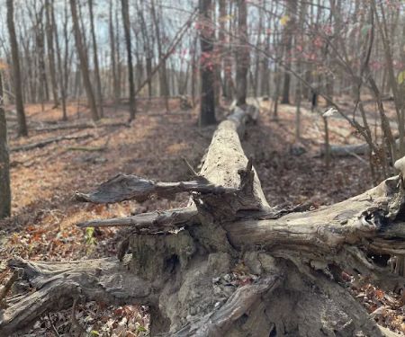 Scarlet Oak Pond Walk