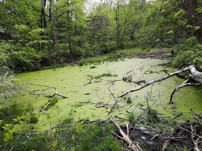 Scarlet Oak Pond Walk Picture 9