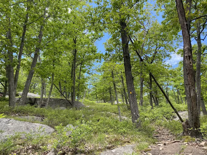 Pine Meadow Trail Picture 2