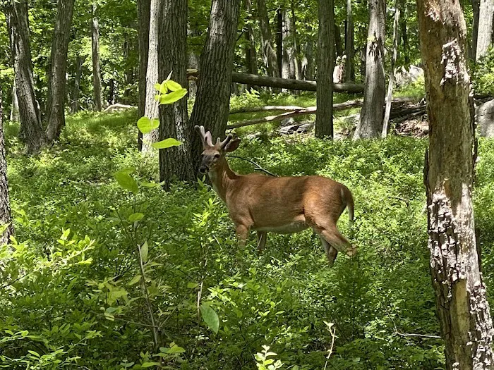 Pine Meadow Trail Picture 1