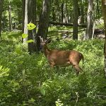 Pine Meadow Trail