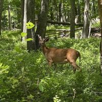 Pine Meadow Trail ico
