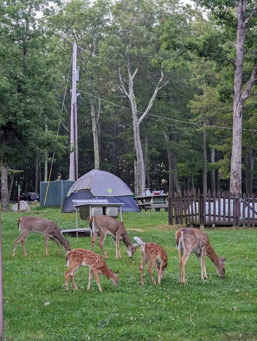 Beaver Pond Campground Picture 9