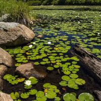 Lily Pond ico