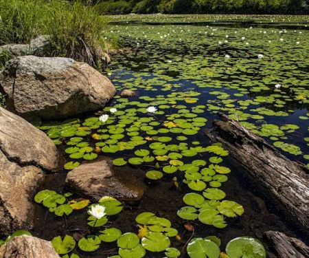 Lily Pond