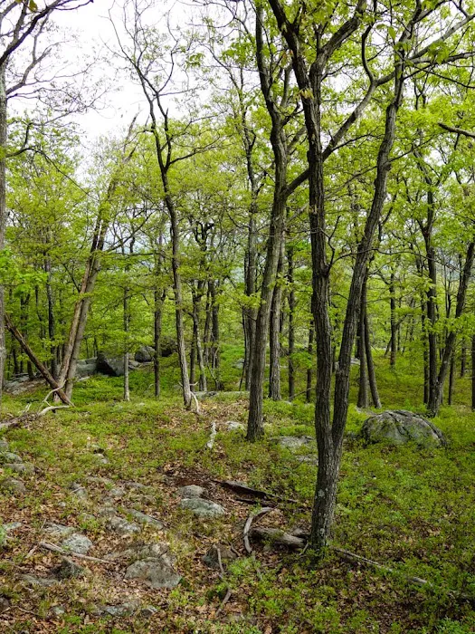 Ladentown Mountain Picture 7