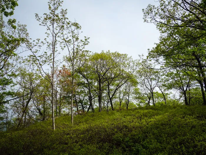 Ladentown Mountain Picture 8