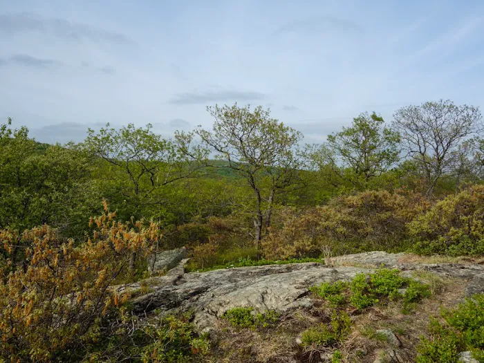Ladentown Mountain Picture 4